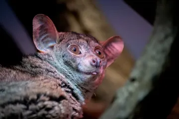 Where are bush babies located?