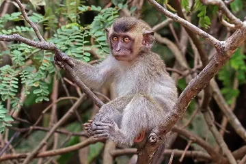 Where are crab-eating macaques located?