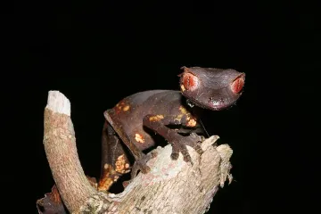 Where are satanic leaf-tailed geckos found?
