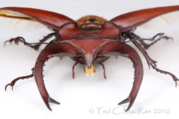 Where do stag beetles live in the USA?