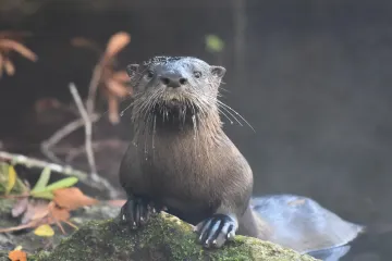 Where is the best place to see river otters?