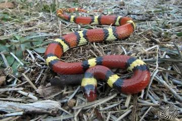 Which animal is best adapted to mimic the coral snake?