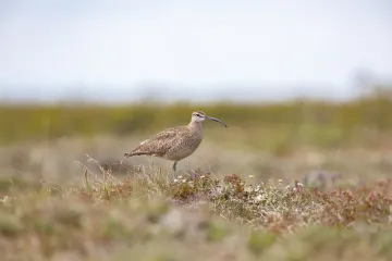 Whimbrel Facts