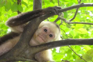 White-Faced Capuchin Diet