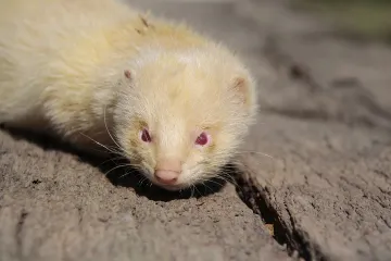 White Ferret / Albino Ferrets Evolution