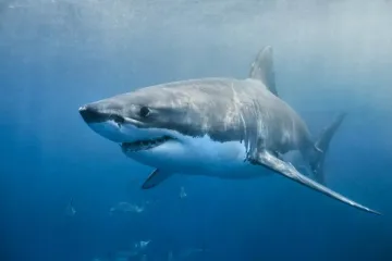 White Shark Physical Characteristics