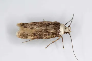 White-shouldered House Moth Physical Characteristics