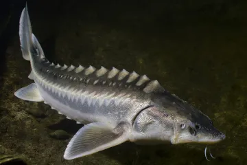 White Sturgeon Facts