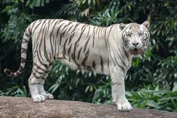 White Tiger Scientific Classification