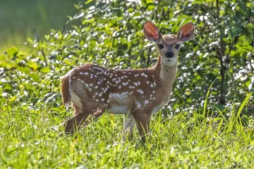 Whitetail Deer Physical Characteristics