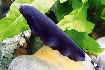 Why are knife fish called knifefish?