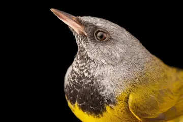 Why is it called a mourning warbler?