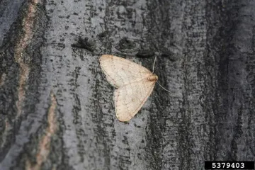 Winter Moth Locations