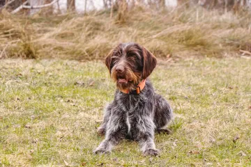 Wirehaired Pointing Griffon Facts
