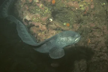 Wolf Eel Facts