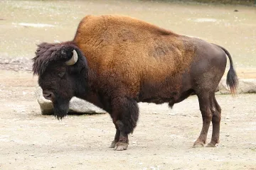 Wood Bison Locations
