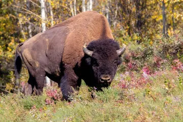 Wood Bison Physical Characteristics