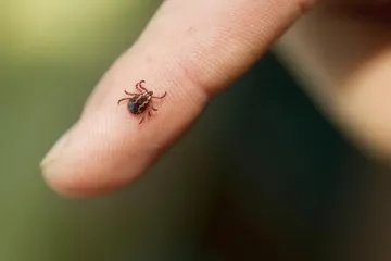 Wood Tick Physical Characteristics