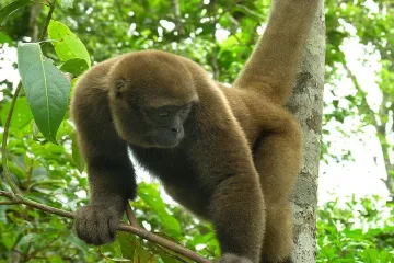 Woolly Monkey Scientific Classification