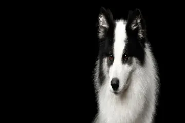 Yakutian Laika Evolution