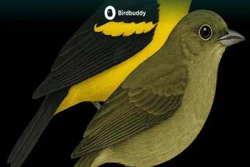 Yellow Tanager (Black-and-Yellow Tanager) Diet
