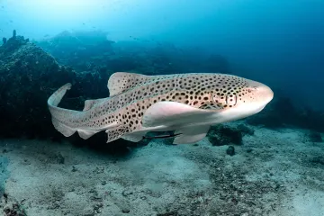 Zebra Shark Evolution