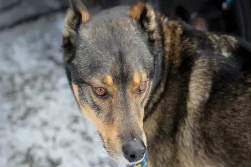 How much does a Rottsky cost?