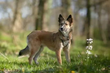 What is the lifespan of a Siberian retriever?