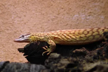 How often should ackie monitors eat?