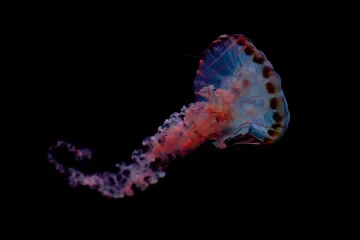 What is a penguin's favorite food?