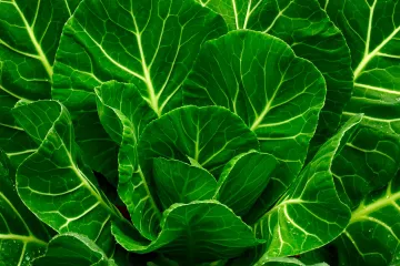 Health Benefits of Collard Greens