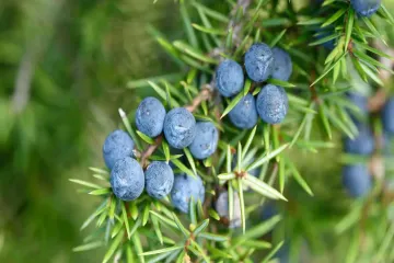 Health Benefits of Juniper berry