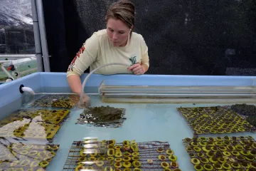 What jobs exist in coral restoration technology?