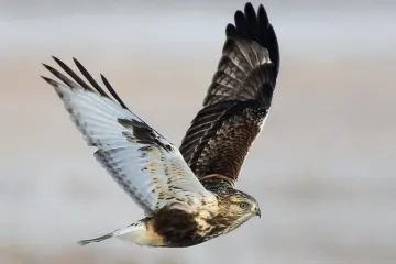 Are Rough-legged Hawks rare?