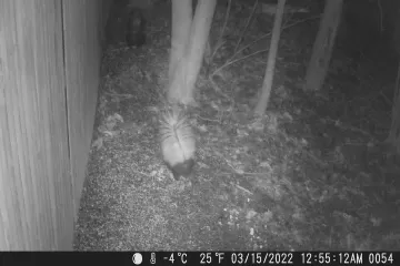 Are spotted skunks aggressive?