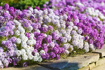 Can cats be around alyssum?