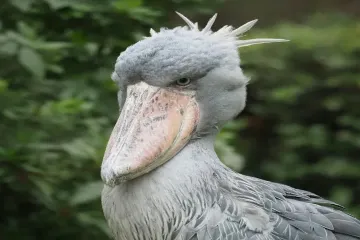 How intelligent is a shoebill?