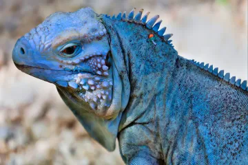 How to care for a blue iguana?