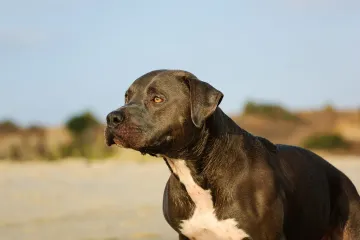 Is a bluenose pitbull a rare breed?