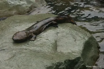 What are some physical characteristics and adaptations within the Chinese giant salamander?