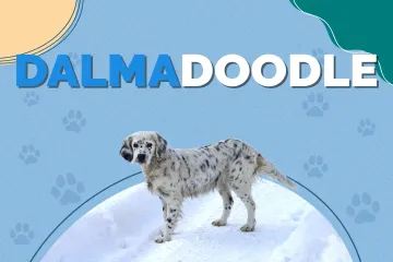 What are the pros and cons of owning a dalmadoodle?