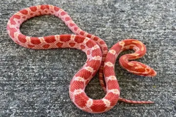 What does the red belly black snake symbolize?