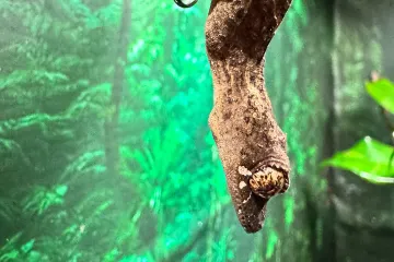 What does the satanic leaf-tailed gecko eat?