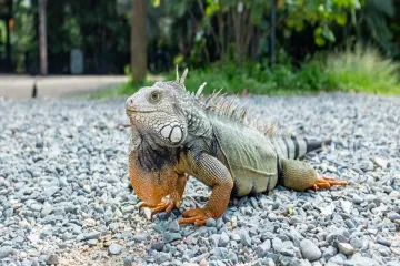 What is the best diet for iguanas?
