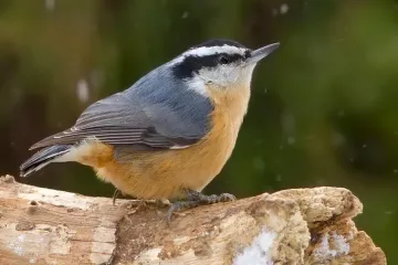 Do nuthatches come to feeders?