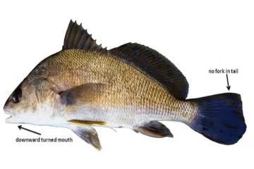 How deep do freshwater drum live?
