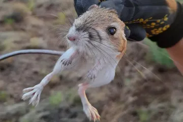 Is a kangaroo rat a herbivore or omnivore?