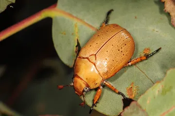 Are Christmas beetles harmless?