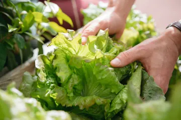 Does lettuce actually have any health benefits?