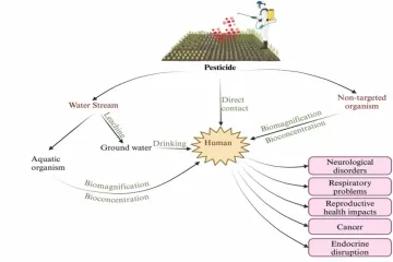 How do pesticides enter the human body?